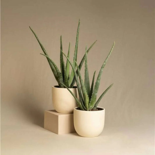 Houseplants that need very little water
