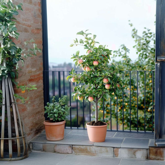 How to prune an ornamental apple tree?