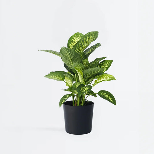 Dieffenbachia: a houseplant with an imperial touch