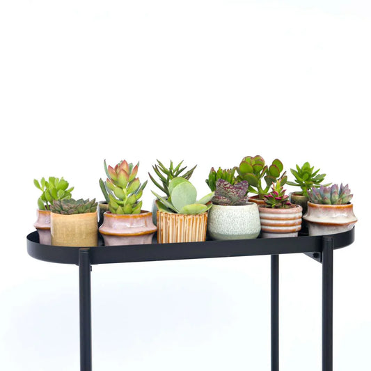 Houseplants for small apartments