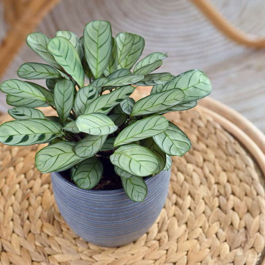 Calathea: a basket full of green life