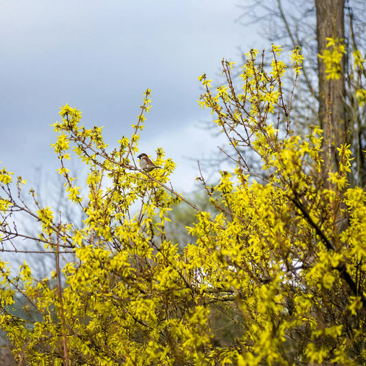 How and when to plant Forsythia – spring shrub care