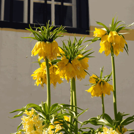 How and when to plant fritillaria bulbs