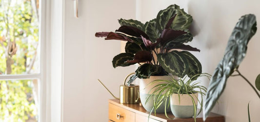 Make your home autumn-proof with houseplants