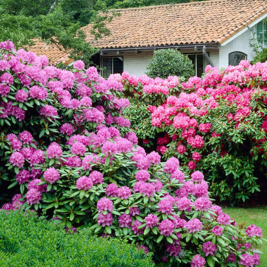 How and when to plant rhododendron – tips for healthy shrubs
