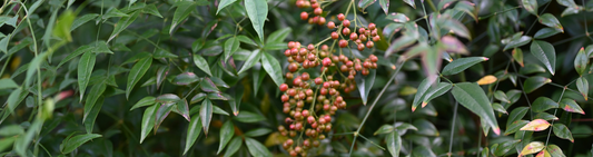 Evergreen plants for your garden – year-round structure and colour
