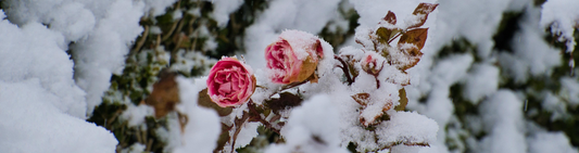 Preparing your garden for winter – pruning, mulching and frost protection
