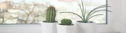 Top 5 plants that are perfect for your windowsill