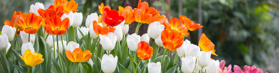 Planting bulbs with the lasagna method – a blooming pot for months