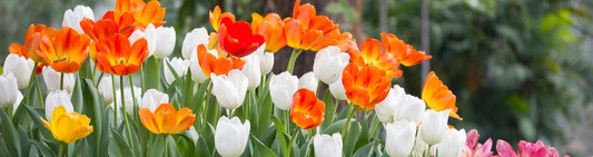 Planting bulbs with the lasagna method – a blooming pot for months