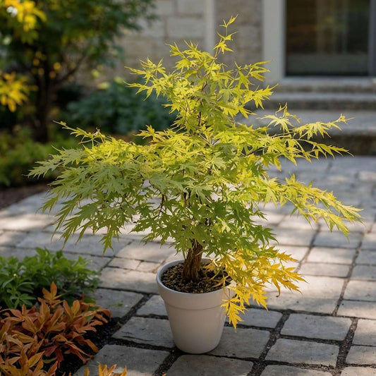 How and when to plant Japanese maple – Acer palmatum care tips