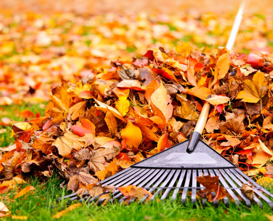 Autumn garden care: a quiet season? Not at all!