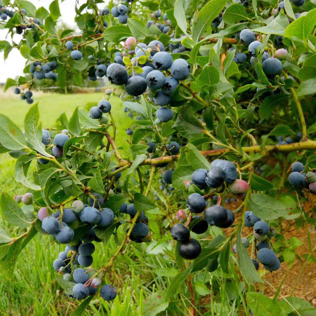 How and when to plant blueberries – Vaccinium corymbosum care tips