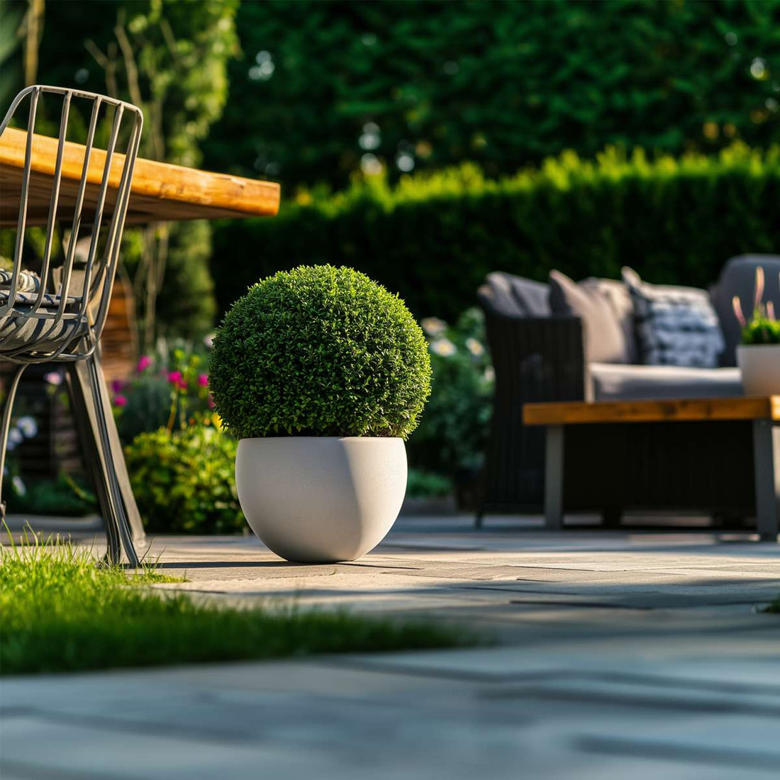 How and when to plant boxwood – evergreen hedges and topiary