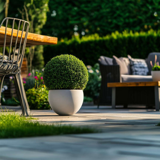 How and when to plant boxwood – evergreen hedges and topiary