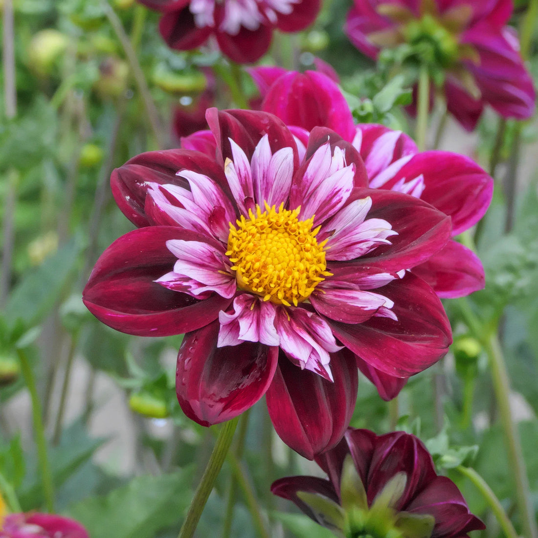 How and when to plant dahlias