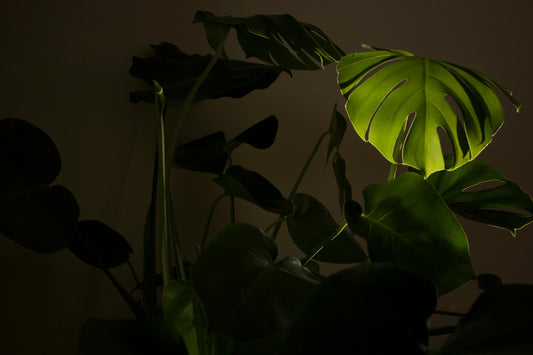 The Best Houseplants for Dark Days