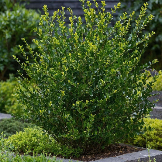 How and when to plant Ilex (holly)