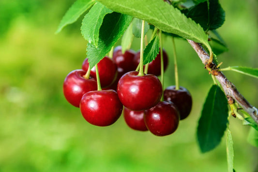 How to prune a cherry tree: Tips for Prunus avium