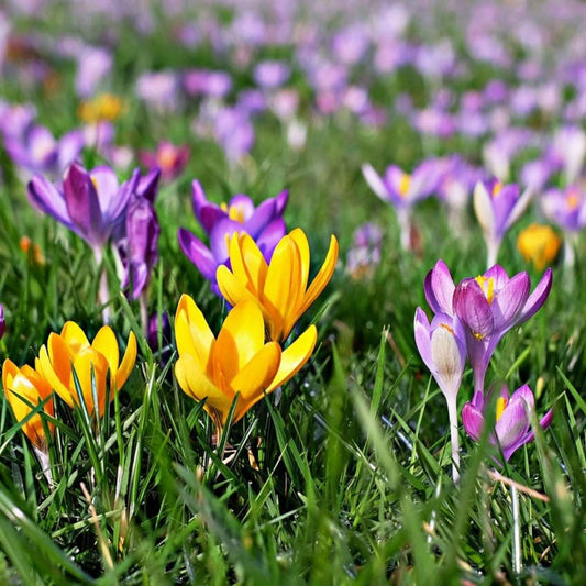 How and when to plant crocus bulbs