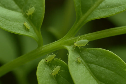 Aphids on houseplants – how to get rid of them