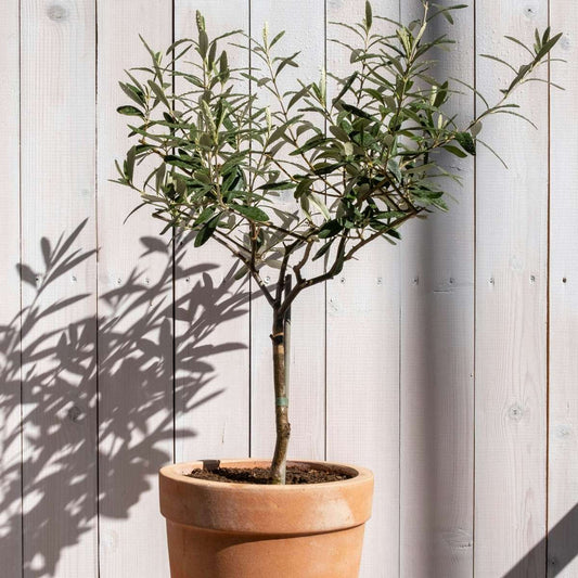 How and when to plant olive trees