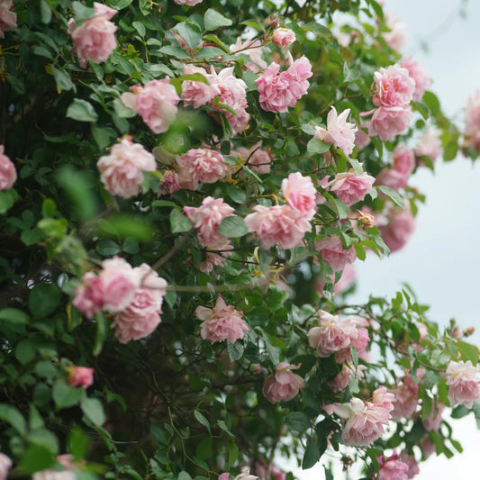 How and when to plant camellia (Camellia japonica)
