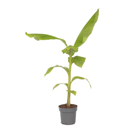 Hardy Banana - Musa basjoo - Height 55-70cm - ⌀21cm