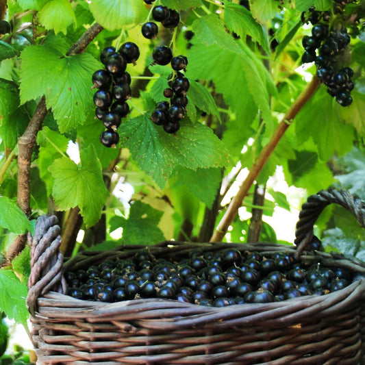 Blackcurrant plant - Ribes nigrum 'Titania' - Height 90-100cm - ⌀21cm