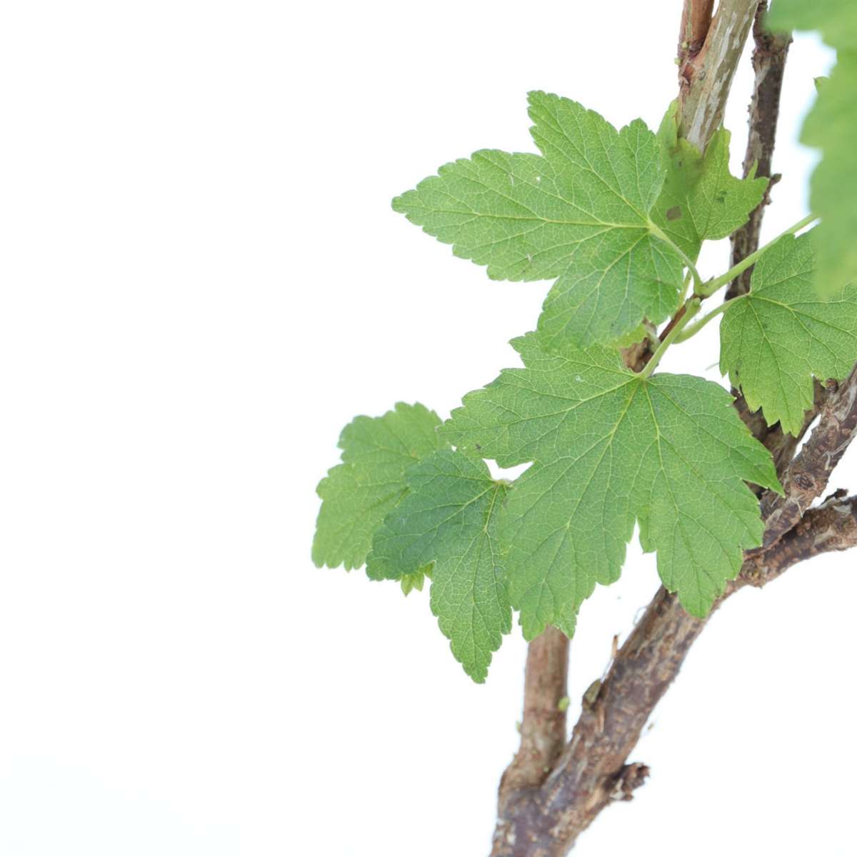 Blackcurrant plant - Ribes nigrum 'Titania' - Height 90-100cm - ⌀21cm