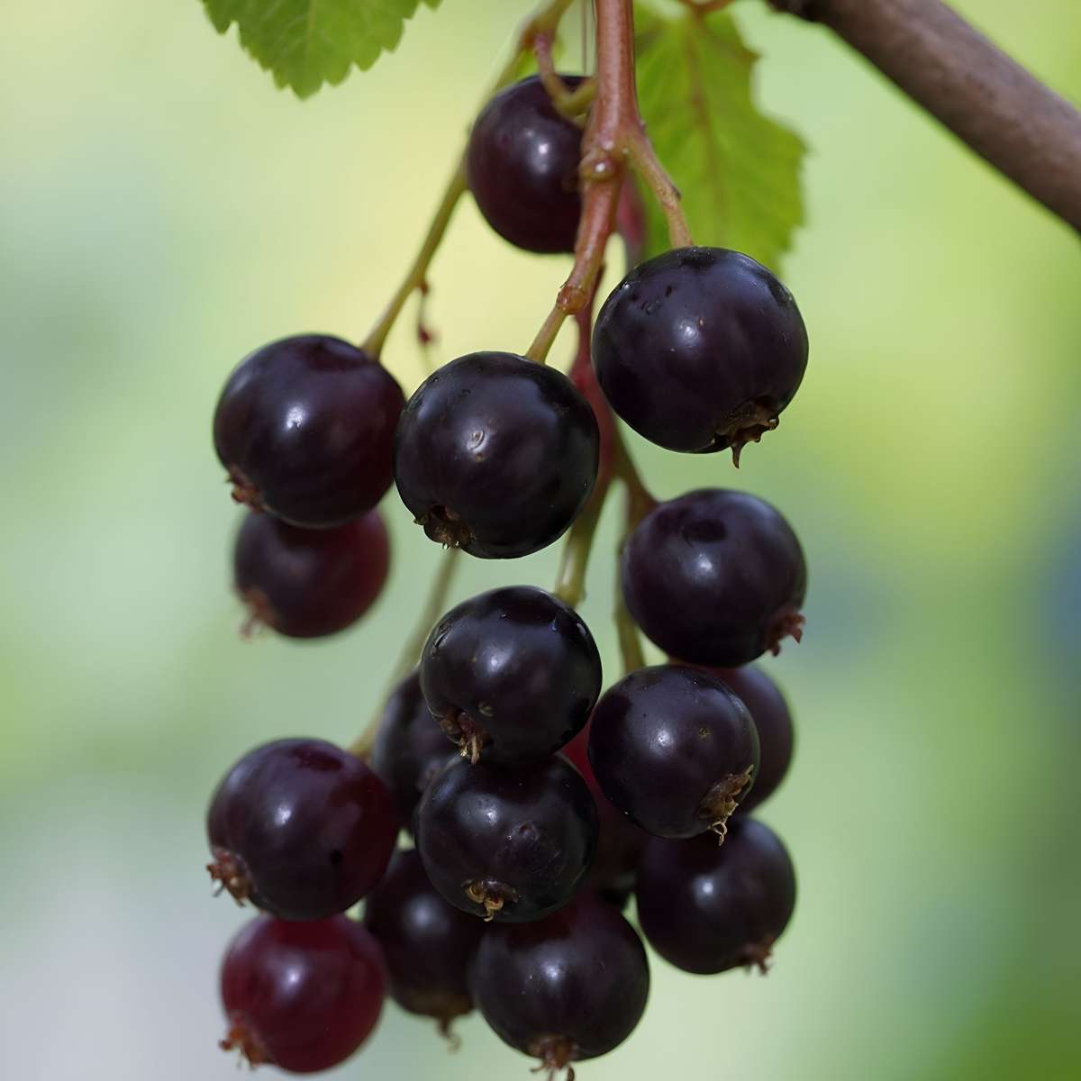 Blackcurrant plant - Ribes nigrum 'Titania' - Height 90-100cm - ⌀21cm