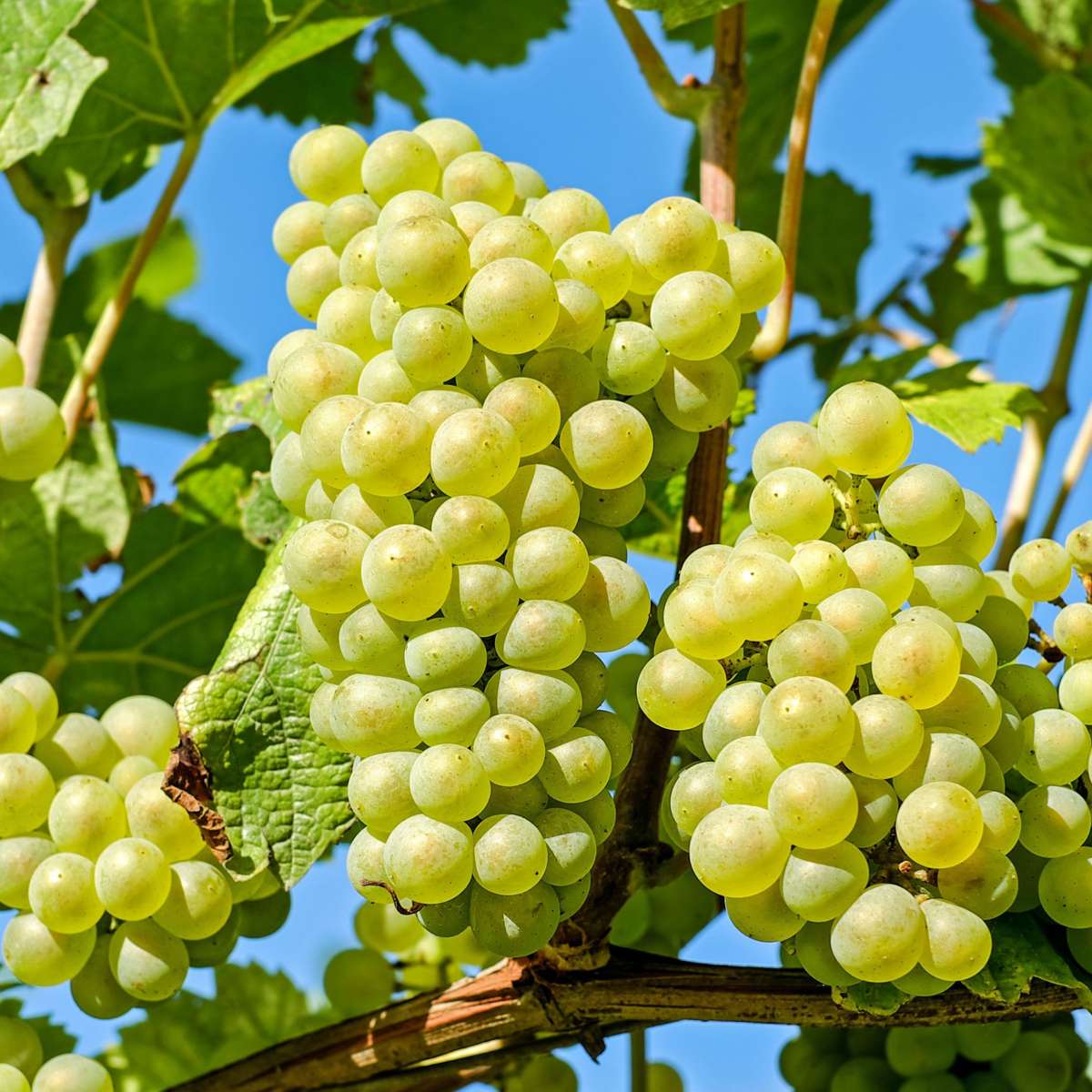 Common grape vine - Vitis vinifera ‘Himrod’ - Height 60-75cm - ⌀21cm