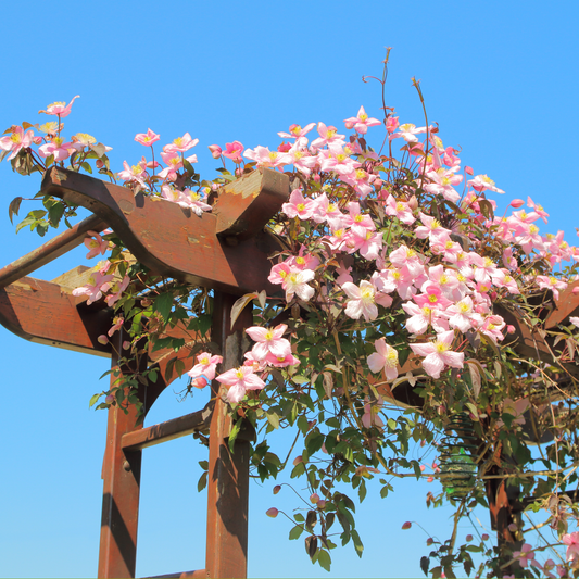 Leather flower - 2 pcs. - Clematis montana 'Fragrant Spring' - H60-70cm - ⌀15cm