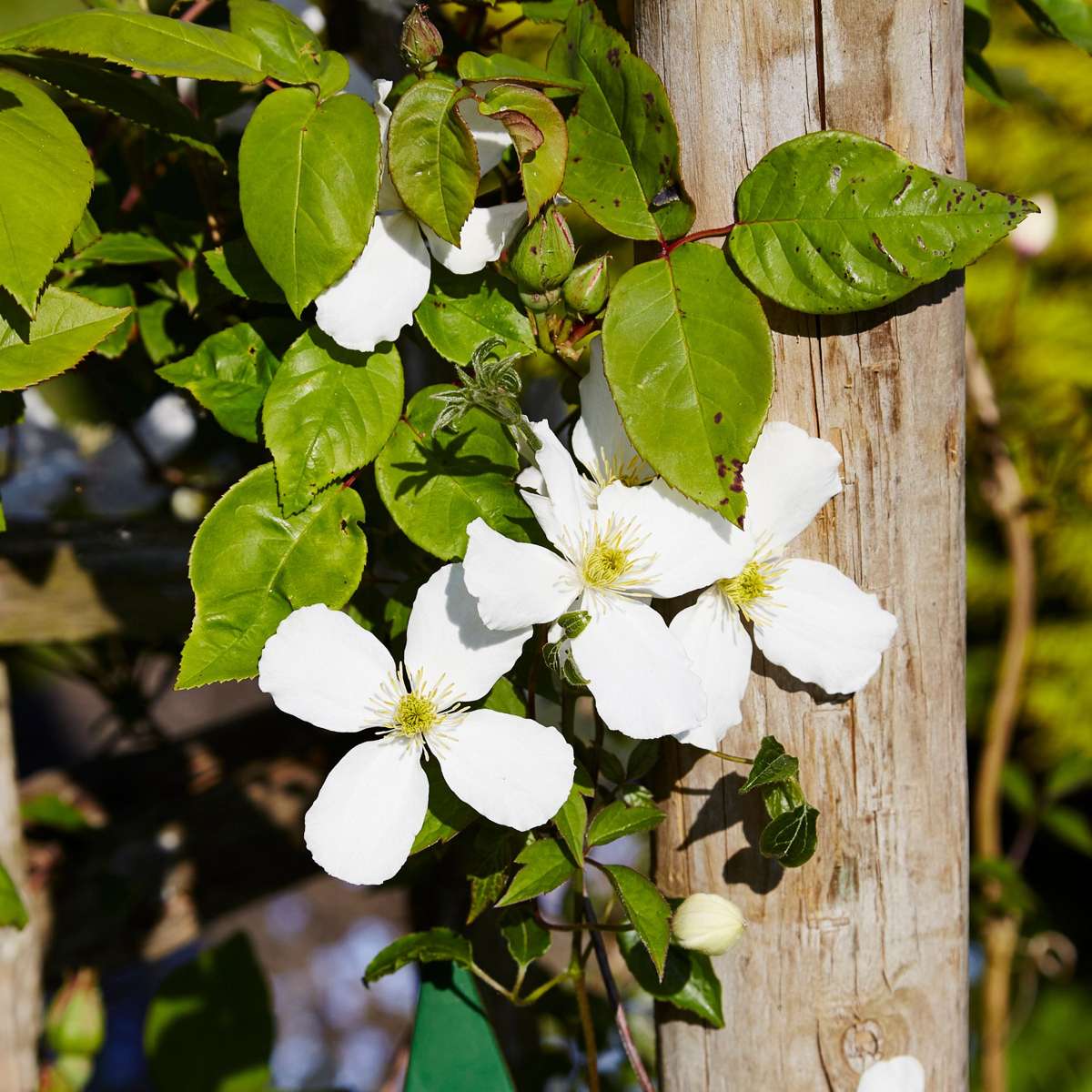 Leather flower - 2 pcs. - Clematis montana 'Grandiflora' - H60-70cm - ⌀15cm