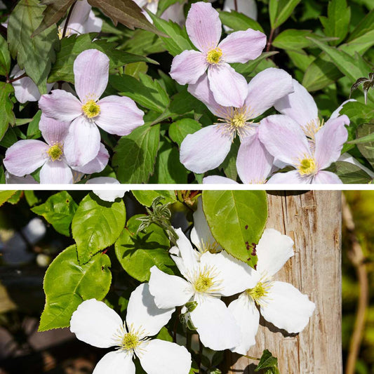 Clematis - 2 pcs. - Grandiflora, Fragrant Spring - Height 60-70cm - ⌀15cm