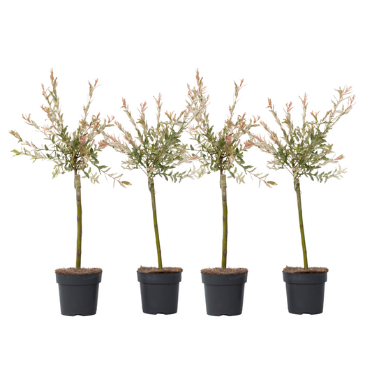 Flamingo Willow - 4 pcs. - Salix integra 'Flamingo' - Height 60-80cm - ⌀17cm