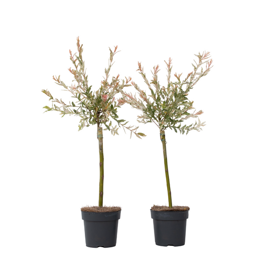 Flamingo Willow - 2 pcs. - Salix integra 'Flamingo' - Height 60-80cm - ⌀17cm