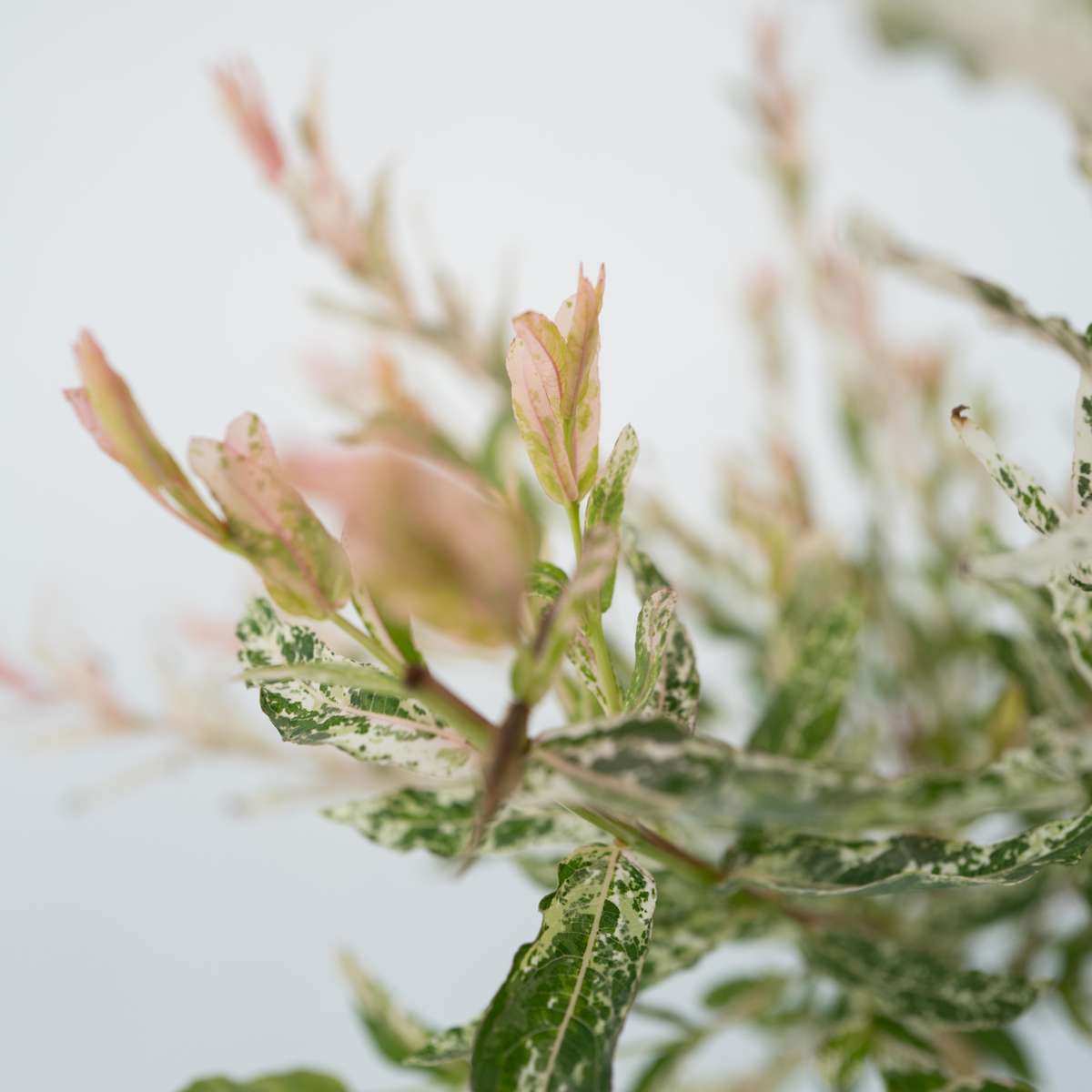 Flamingo Willow - 2 pcs. - Salix integra 'Flamingo' - Height 110-120cm - ⌀21cm