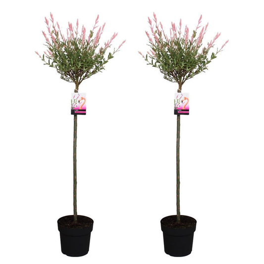 Flamingo Willow - 2 pcs. - Salix integra 'Flamingo' - Height 110-120cm - ⌀21cm