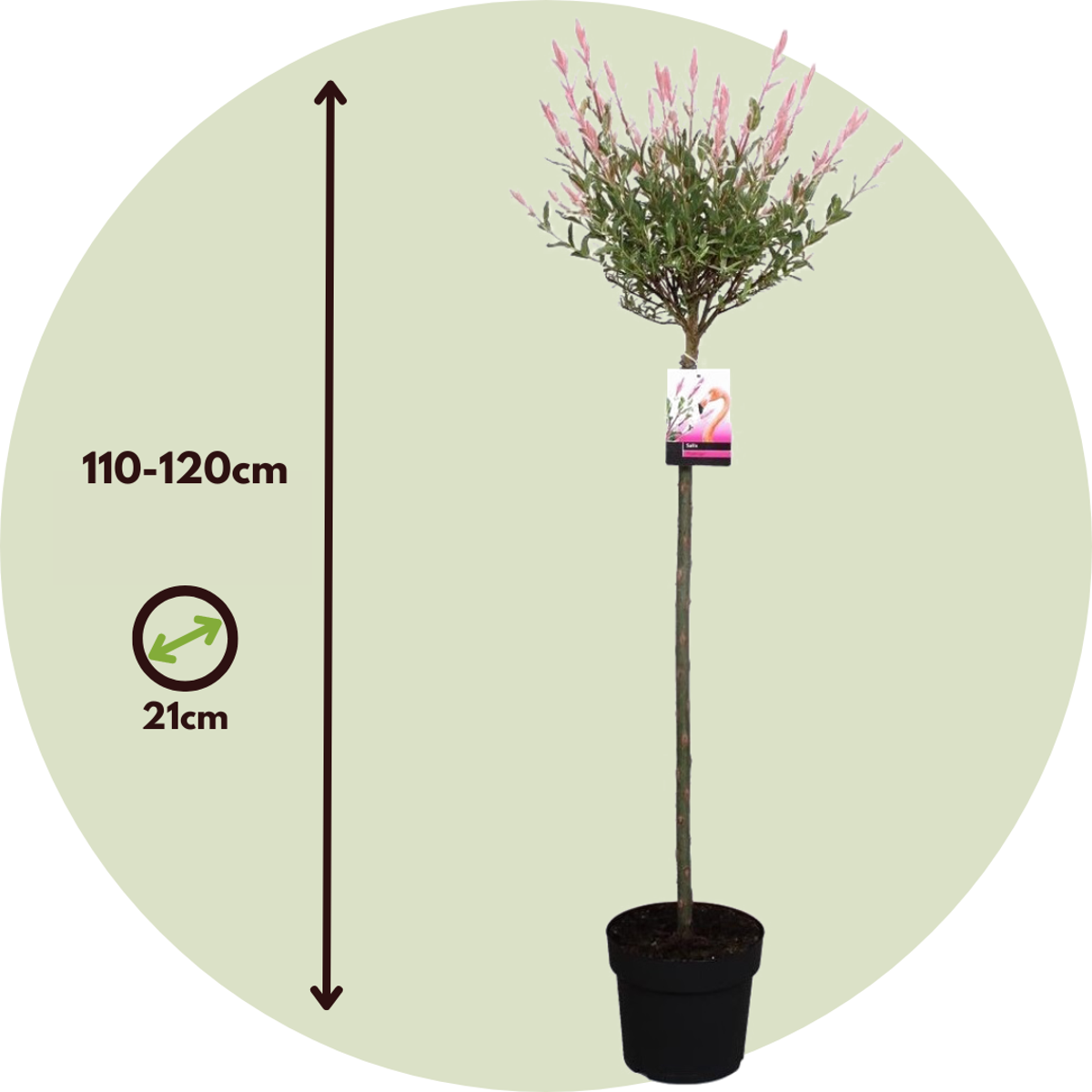Flamingo Willow - 2 pcs. - Salix integra 'Flamingo' - Height 110-120cm - ⌀21cm
