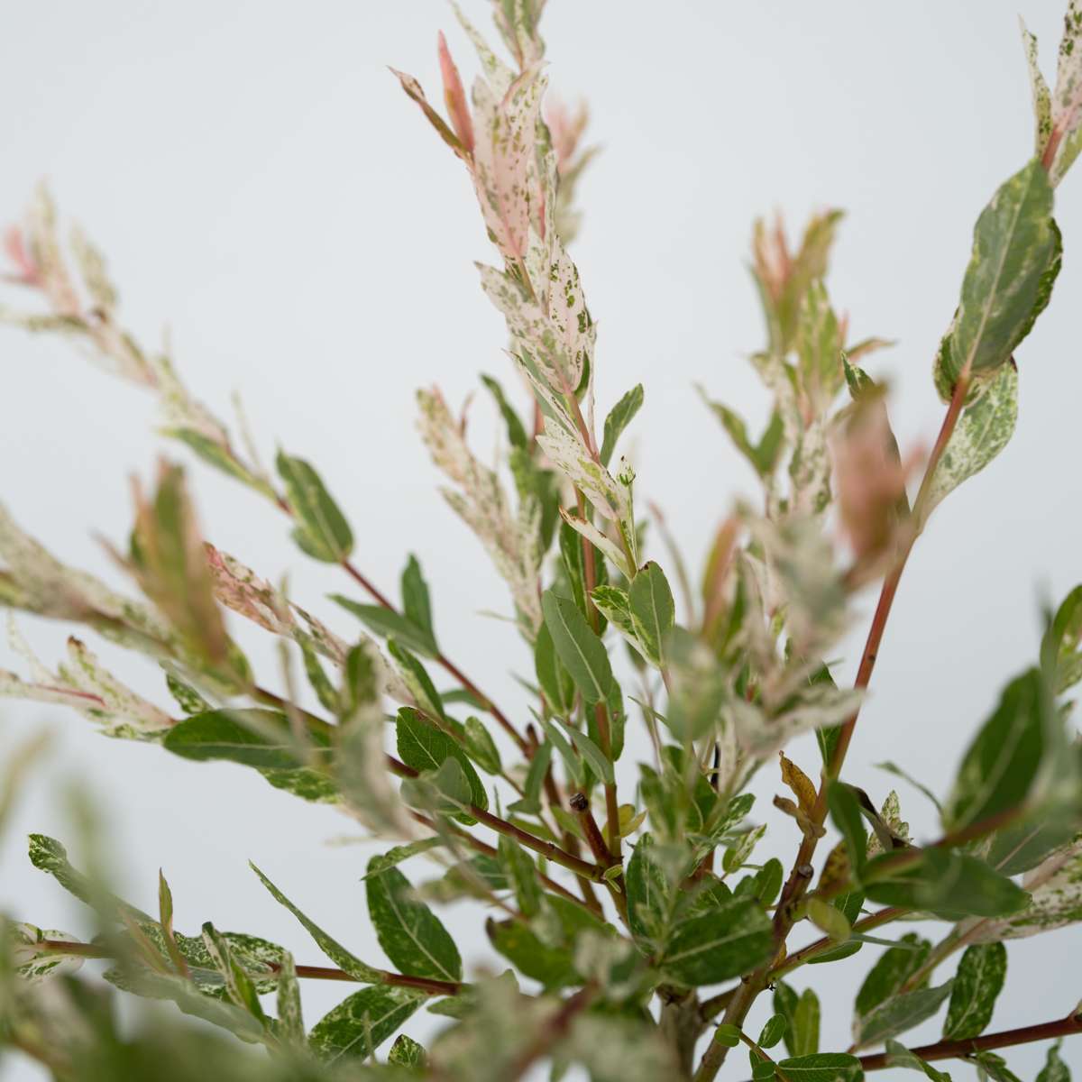 Flamingo Willow - Salix integra 'Flamingo' - Height 90-110cm - Pot 19cm
