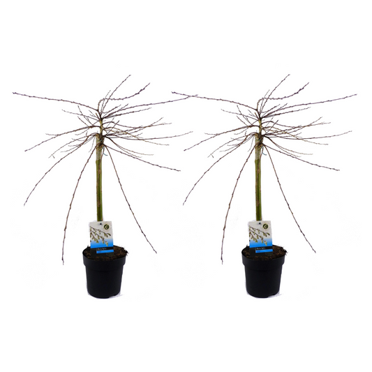 Iona Willow - 2 pcs. - Salix repens 'Iona' - Height 70-80cm - ⌀14cm