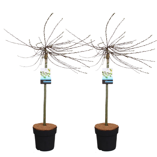 Iona Willow - 2 pcs. - Salix repens 'Iona' - Height 80-90cm - ⌀19cm