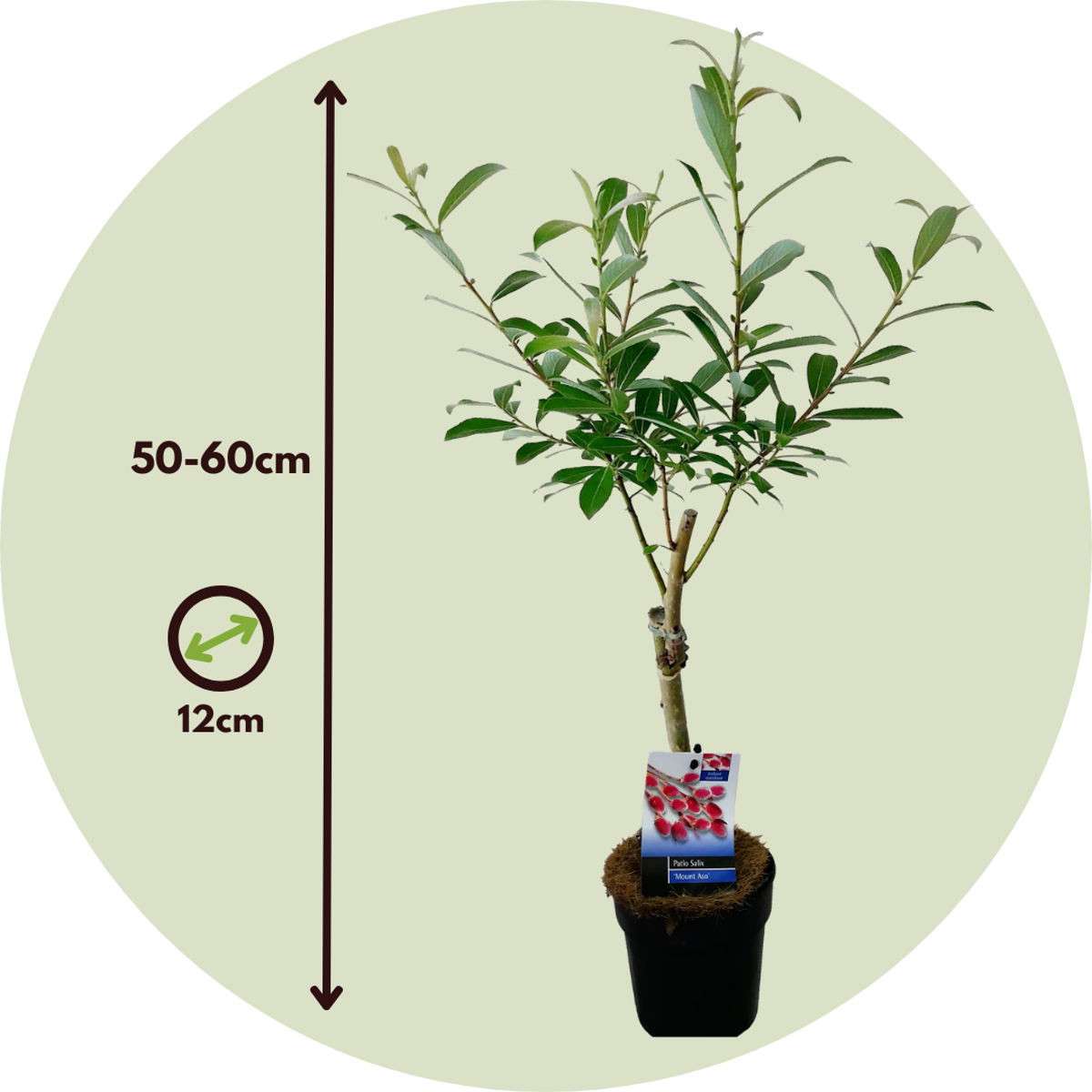 Japanese Pink Pussy Willow - 2 pcs. - Salix 'Mount Aso' - Height 50-60cm - ⌀12cm