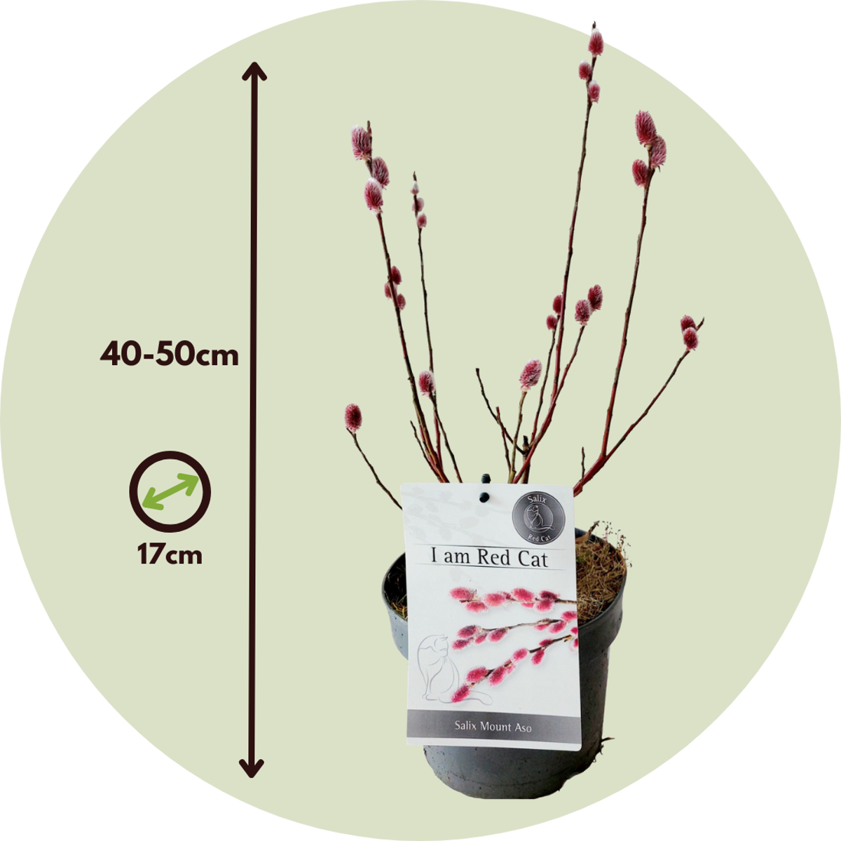 Japanese Pink Pussy Willow - 2 pcs. - Salix 'Mount Aso' - Height 40-50cm - ⌀17cm