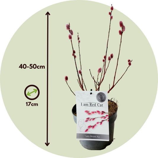 Japanese Pink Pussy Willow - 2 pcs. - Salix 'Mount Aso' - Height 40-50cm - ⌀17cm
