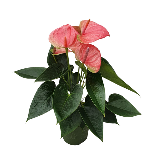 Laceleaf - Anthurium 'Sweet Dream' - Height 35-45cm - ø12cm