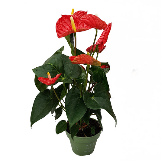 Laceleaf - Anthurium 'Madural Red' - Height 40-45cm - ø14cm