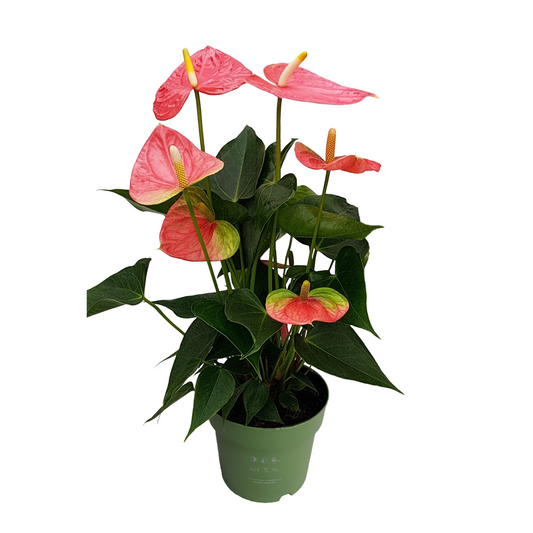 Laceleaf - Anthurium 'Colorado Pink' - Height 40-55cm - ø14cm
