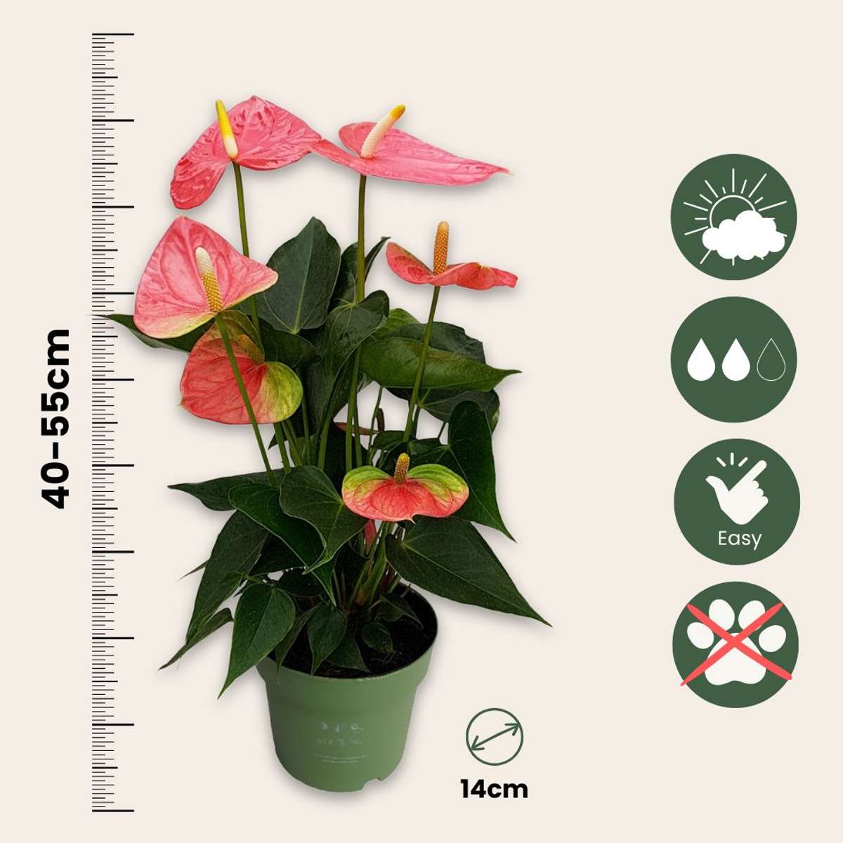 Laceleaf - Anthurium 'Colorado Pink' - Height 40-55cm - ø14cm